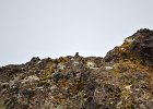 Zwarte roodstaart (black redstart) (Phoenicurus ochruros) - kloof bij Yolin Am 22-08-2016 (1)